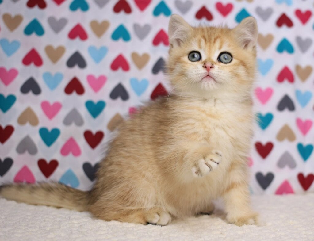 Batman British Shorthair Male (Available) $2600
