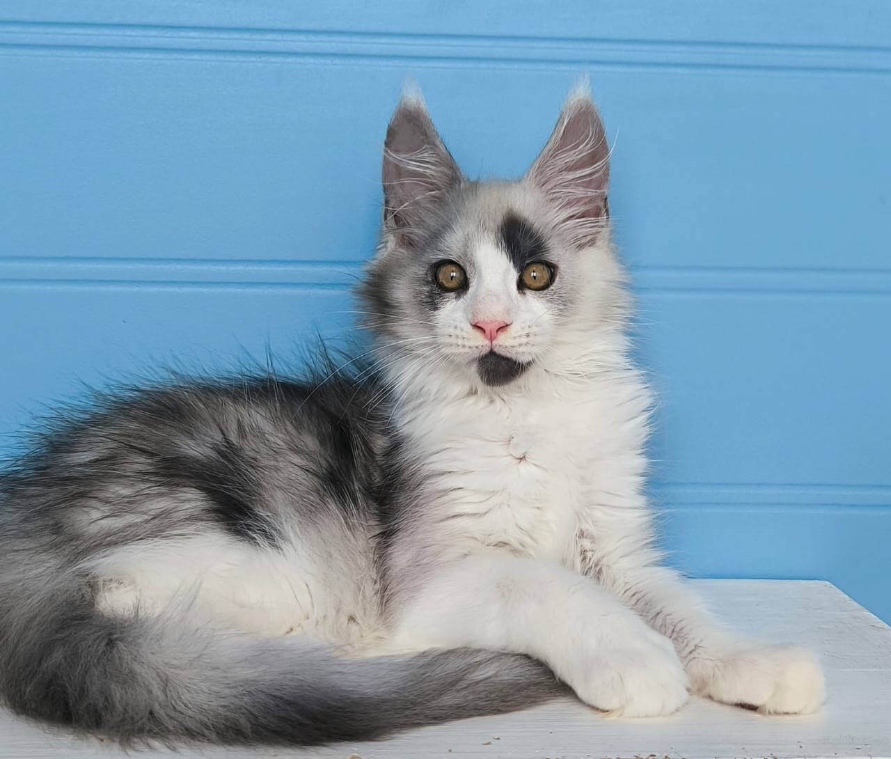 Ace Maine Coon Male (Available) $3950