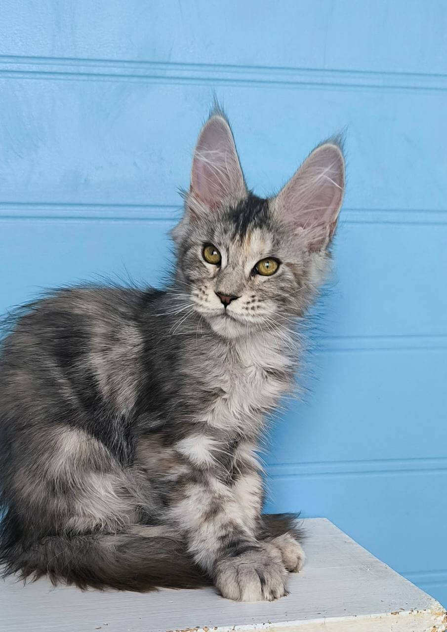 Wanda Maine Coon Female (Available) $2750