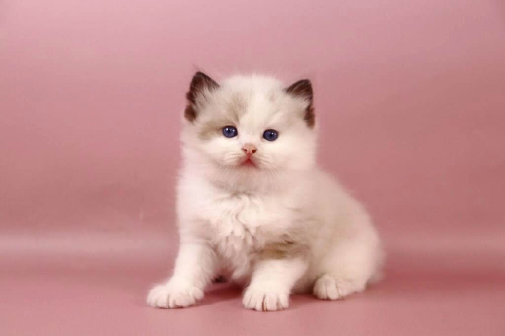 Fedechka Ragdoll Male (Available) $3250
