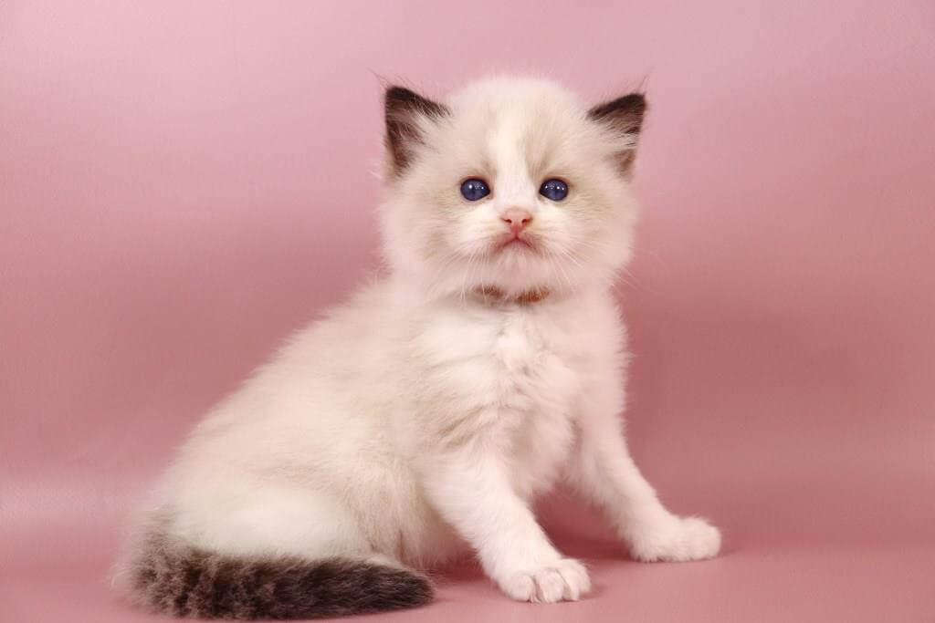 Fantik Ragdoll Male (Available) $3350