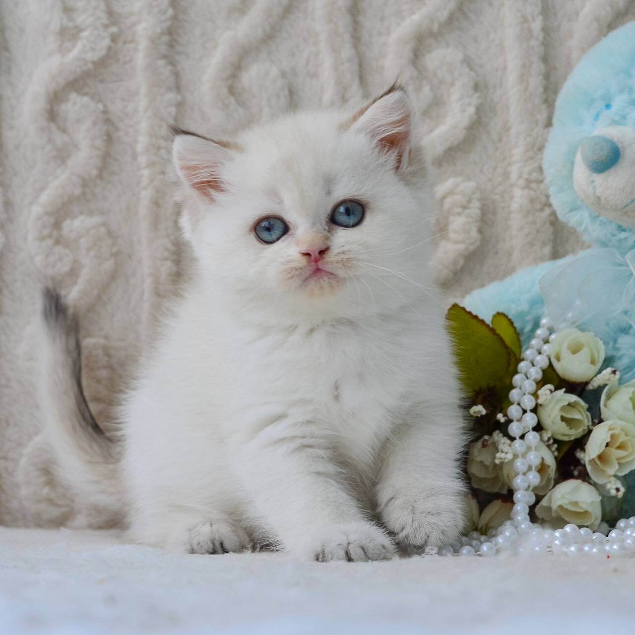 Daisy British Shorthair Female (Available) $2550