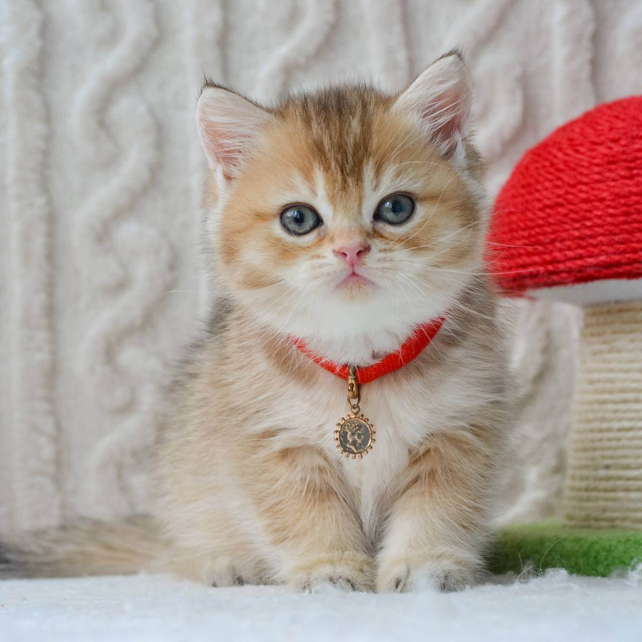 Dick British Shorthair Male (Available) $2500