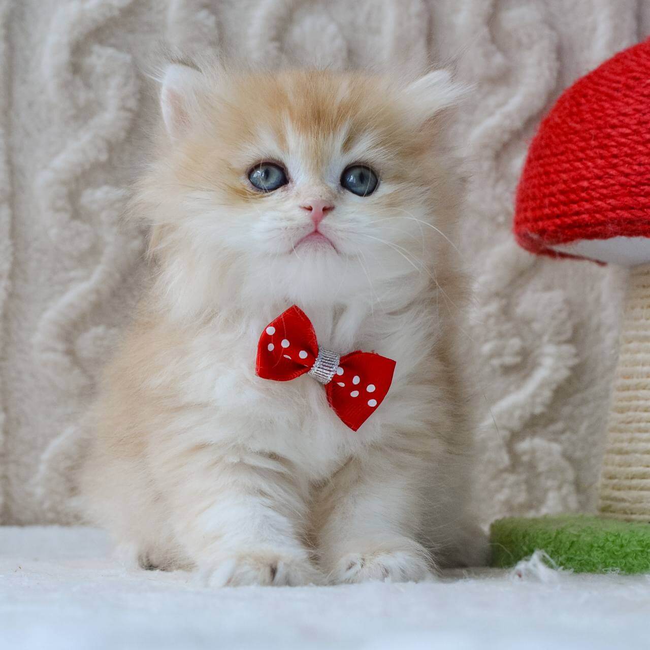 Dan British Longhair Male (Available) $2600