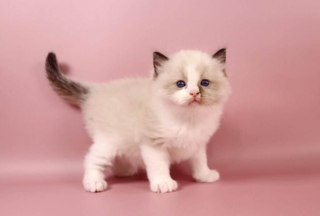 Grisha Ragdoll Male (Available) $3250