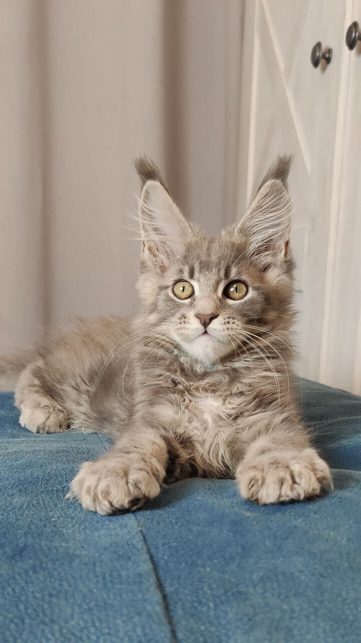 Legolas Maine Coon Male (Available) $3000
