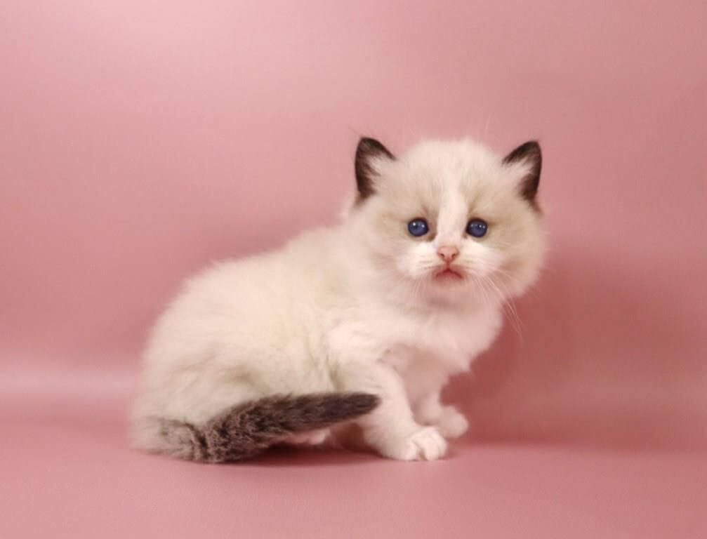 Gavryusha Ragdoll Male (Available) $3350