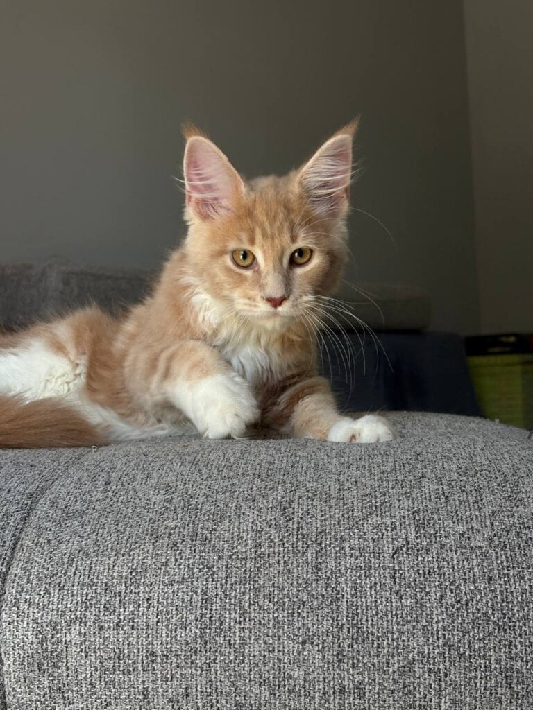 Irvin Maine Coon Male (Available) $2800