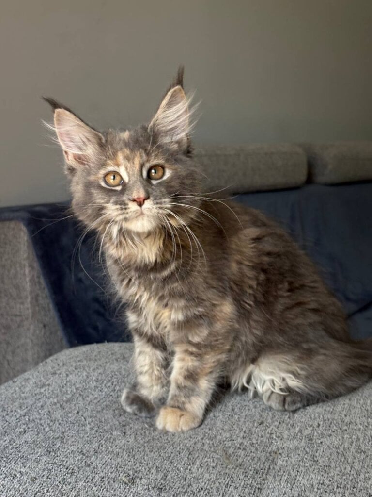 Lysandra Maine Coon Female (Available) $2700