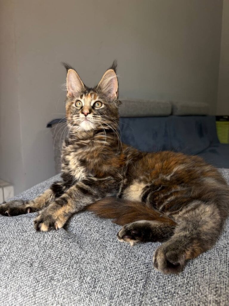 Infinity Maine Coon  Female (Available) $2700