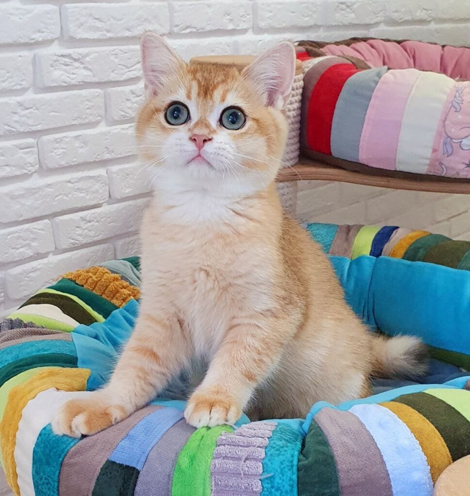 Sem British Shorthair Male (Available) $2600