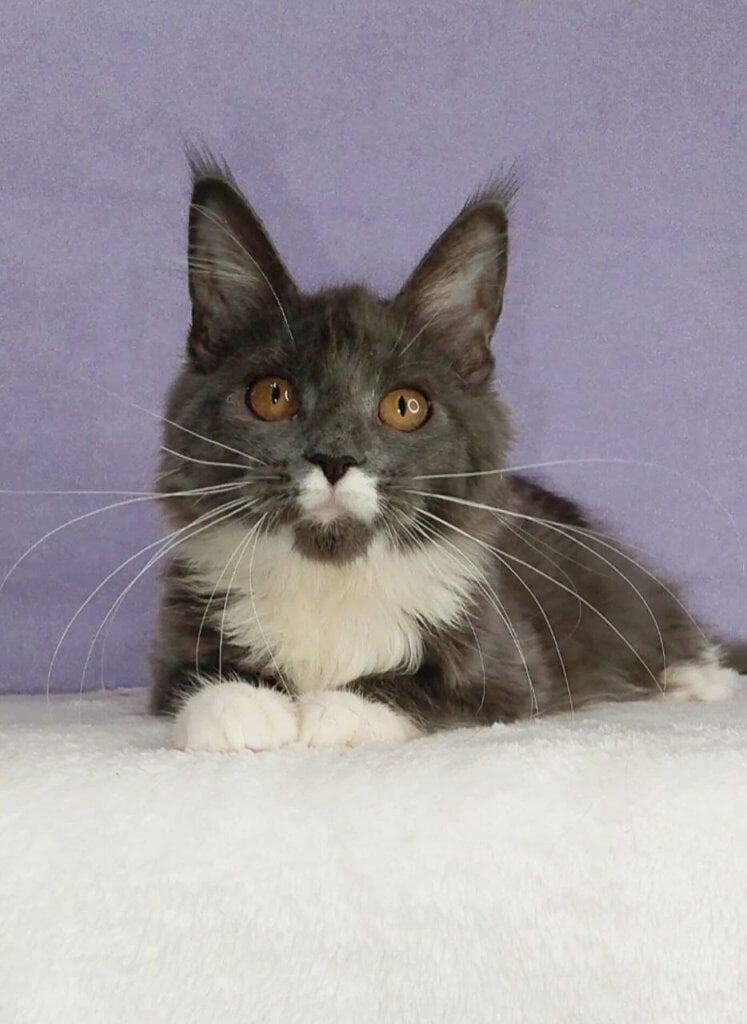 Yara Maine Coon Female (Available) $2700