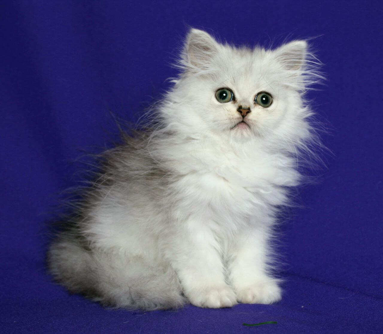 Yamaha Persian Female (Available) $2700