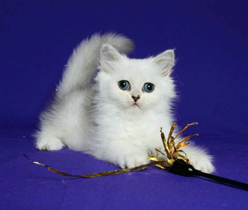 Yarik Persian Male (Available) $2600