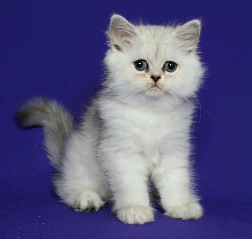 Yan Persian Male (Available) $2650