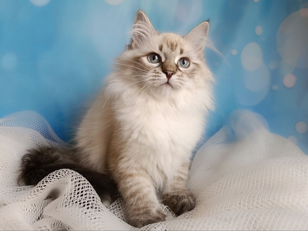 Xena Siberian  Female (Available) $3200