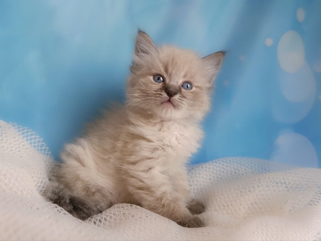 Antares Siberian Male (Available) $3200