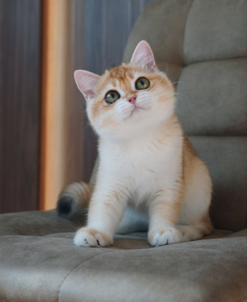 Olivka British Shorthair Female (Available) $2600