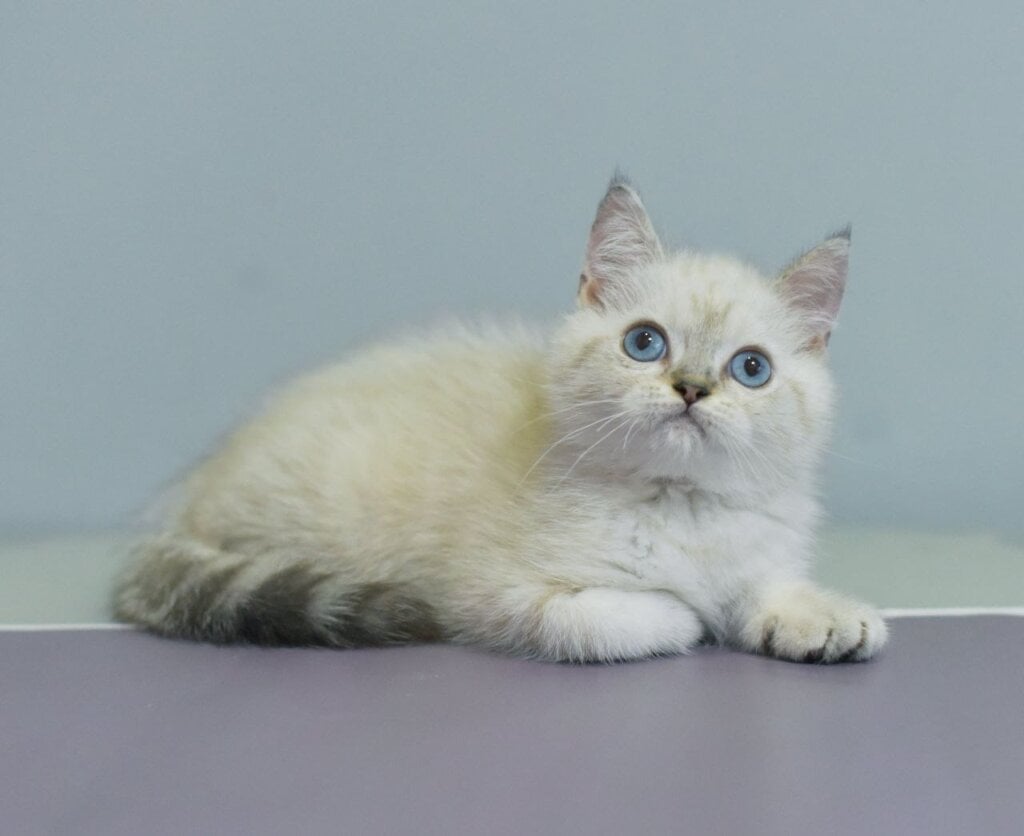 Rafael British Shorthair Male (Available) $2500
