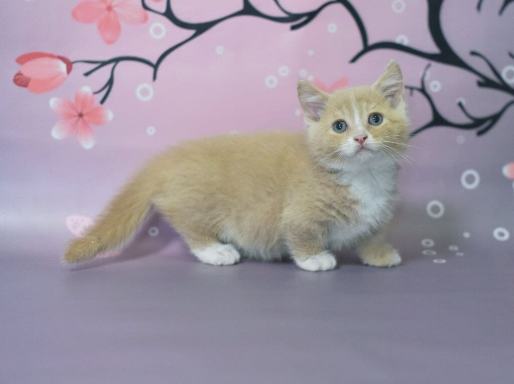 Queen Munchkin Male (Available) $3200