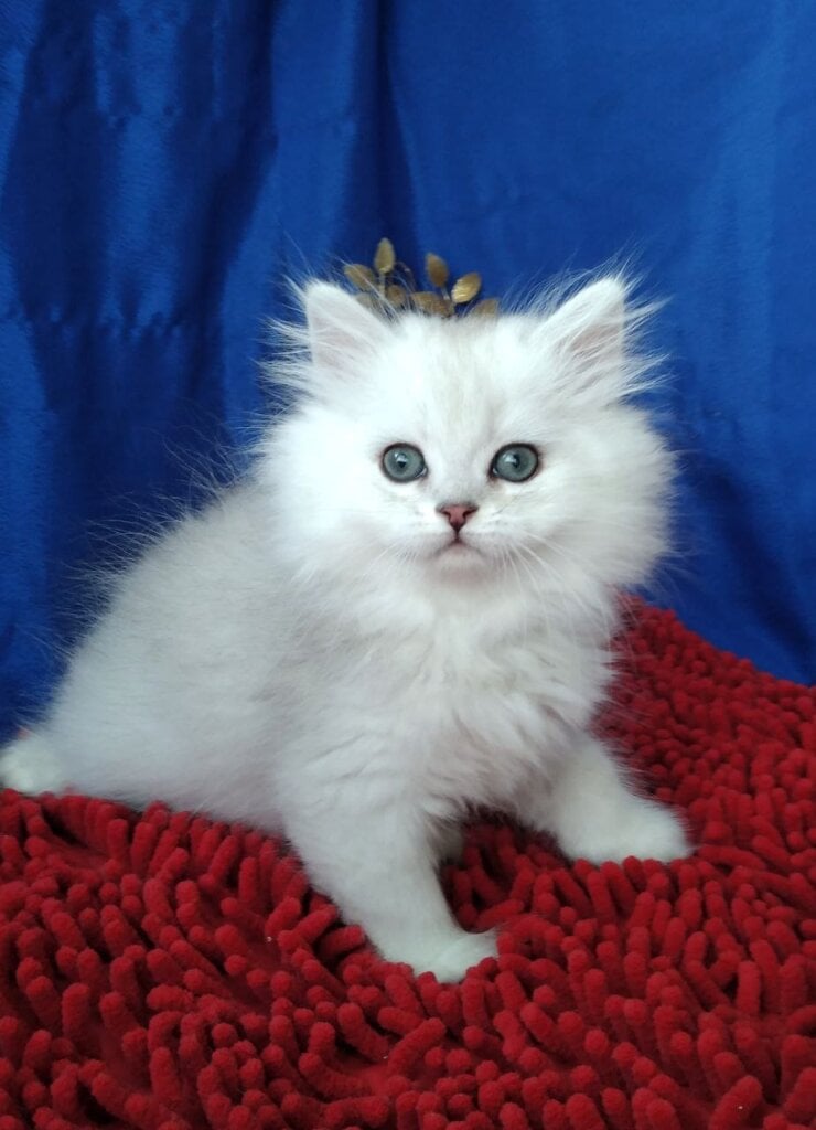 Rubin Persian Male (Available) $2650