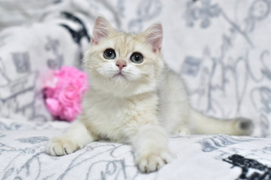 Xmas British Shorthair Male (Available) $2700