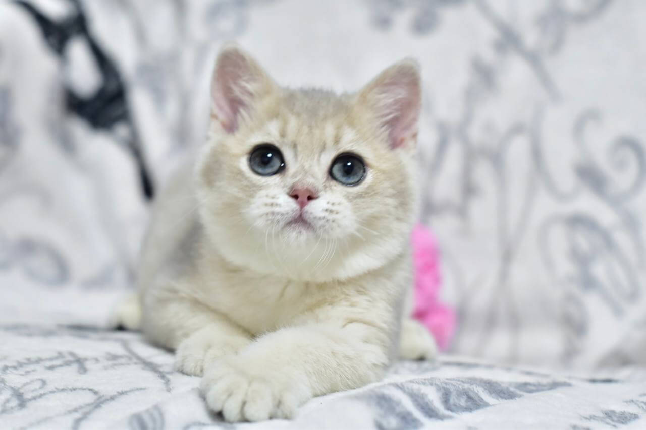 Xavier British Shorthair Male (Available) $2700