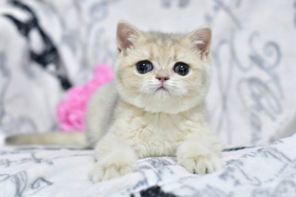 Xena  British Shorthair Female (Available) $3000