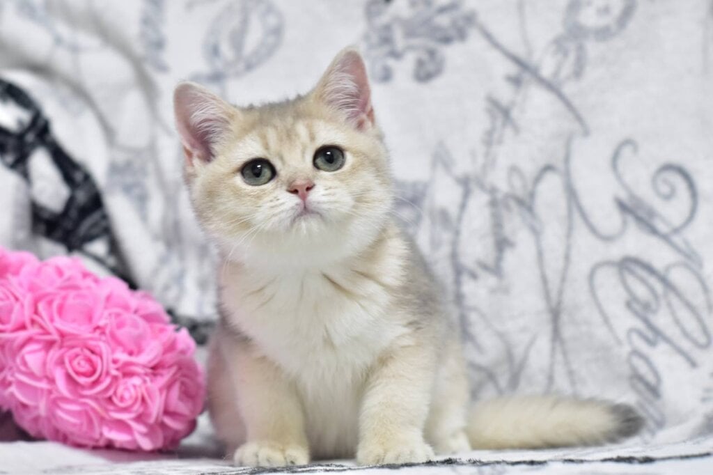 Xanti  British Shorthair Female (Available) $2700
