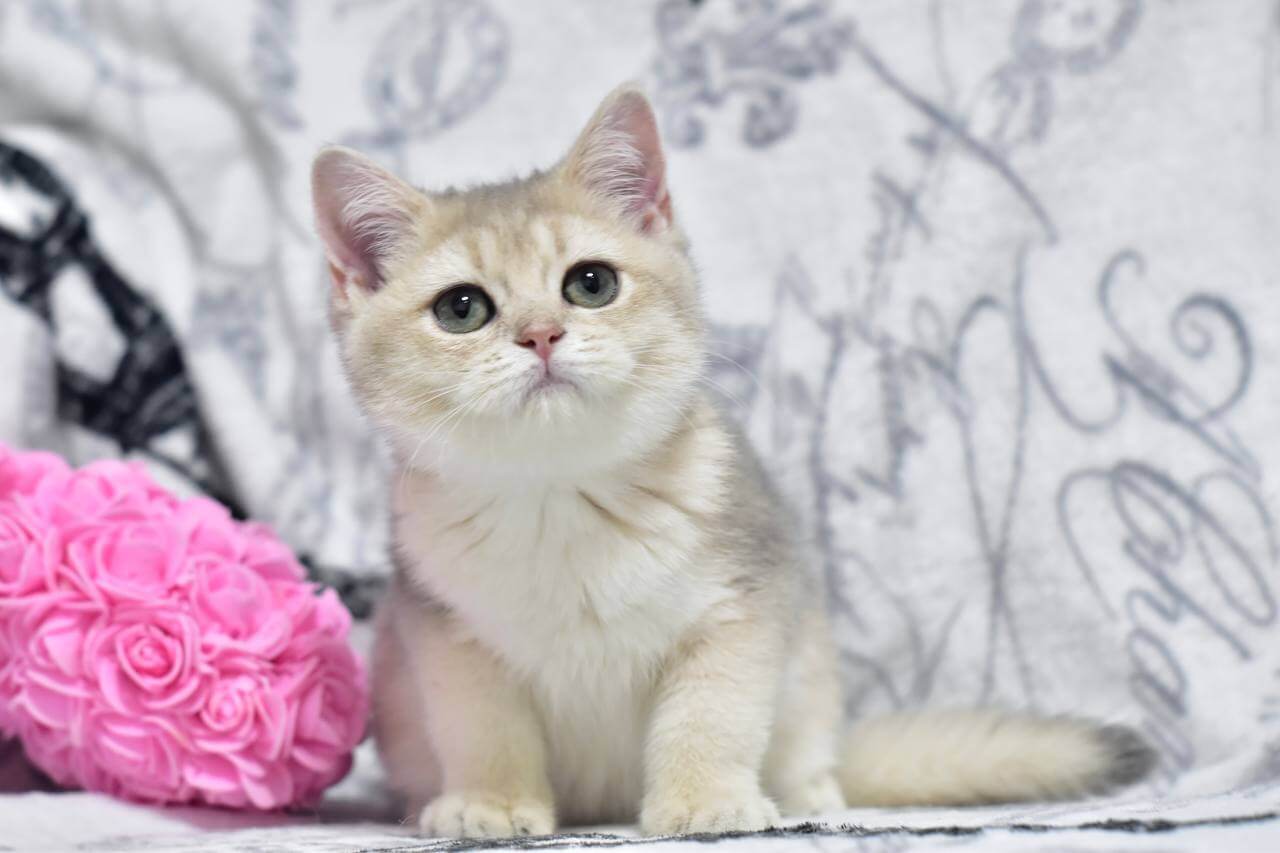 Xanti  British Shorthair Female (Available) $2700
