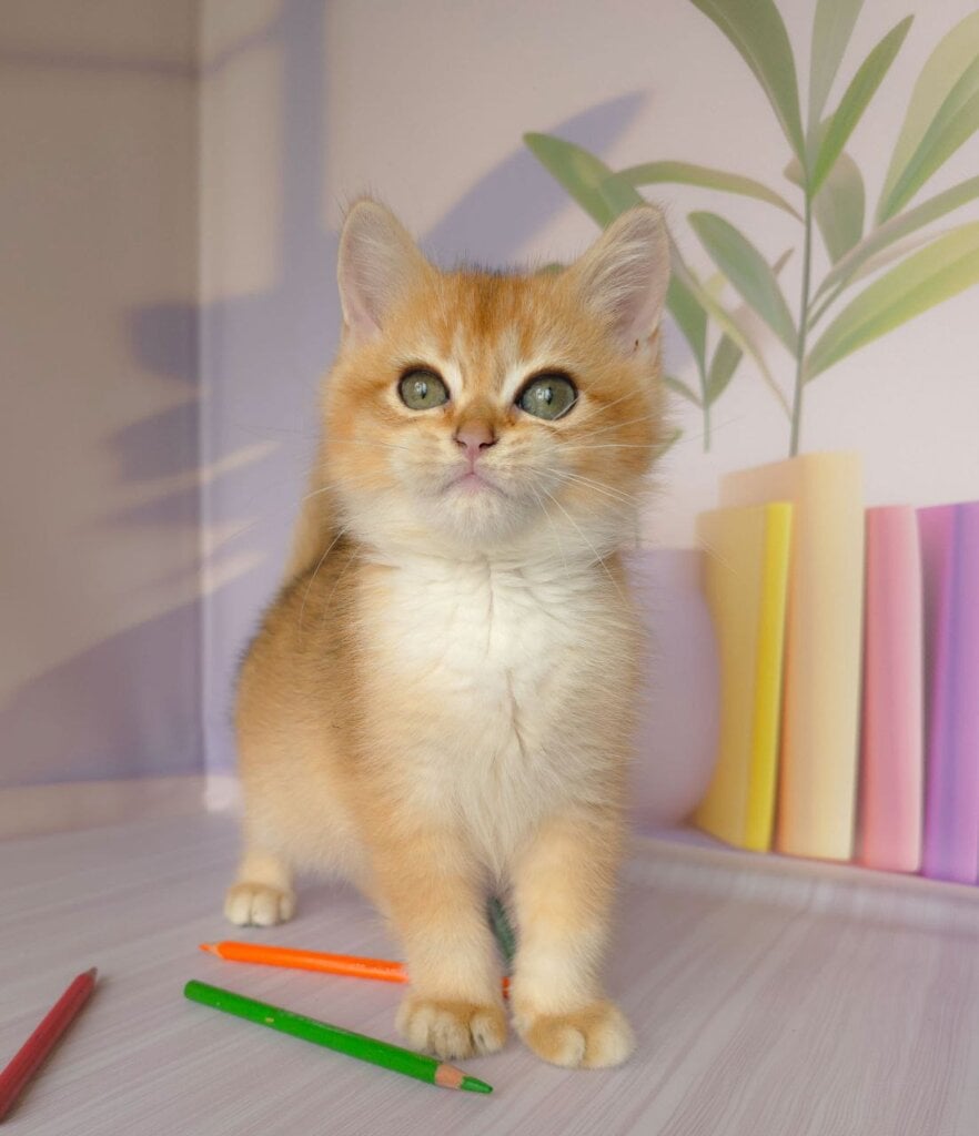 Derek British Shorthair Male (Available) $2600