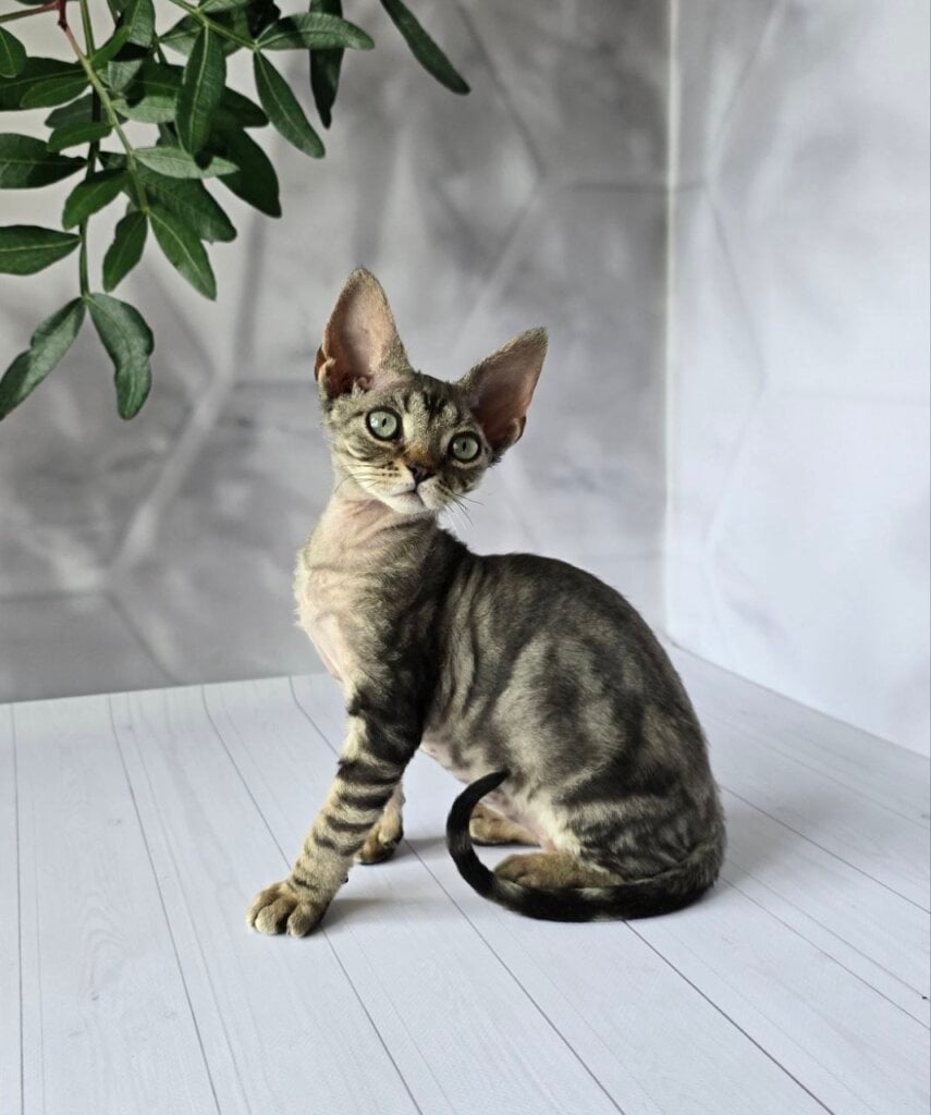 Diva Devon Rex Female (Available) $3000