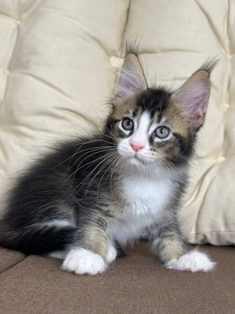 Gary Maine Coon Male (Available) $2800