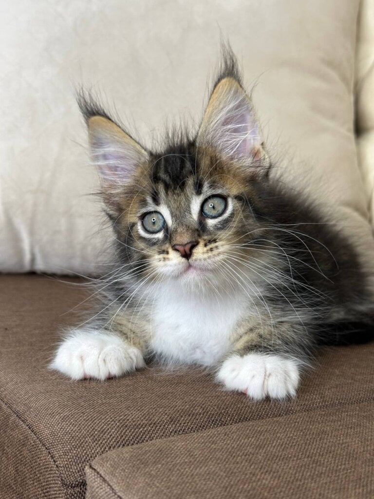 Gosha Maine Coon Male (Available) $2800