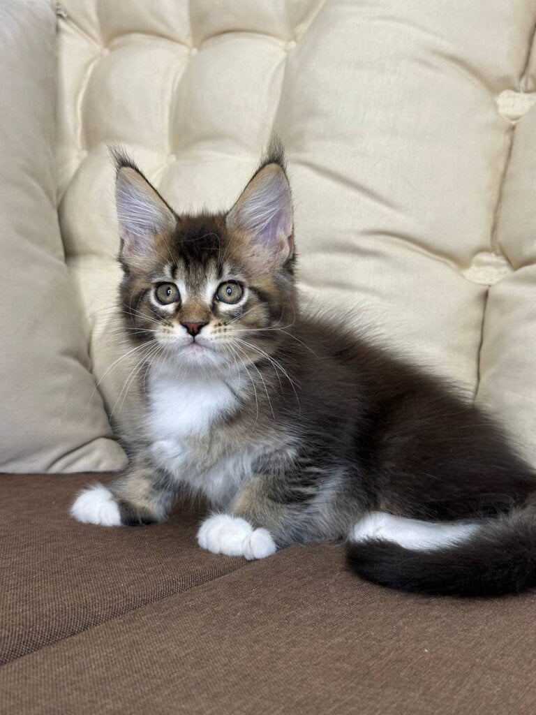 G’ Kazar Maine Coon Male (Available) $2900