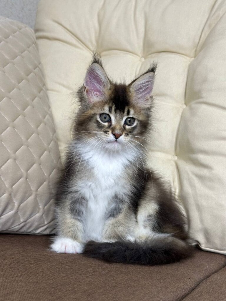 G’ Amina Maine Coon Female (Available) $2900