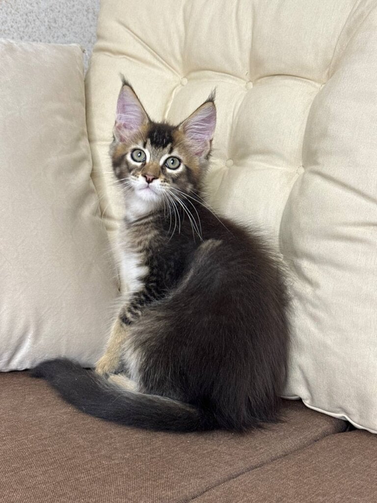 F’ Daniel Maine Coon Male (Available) $2800