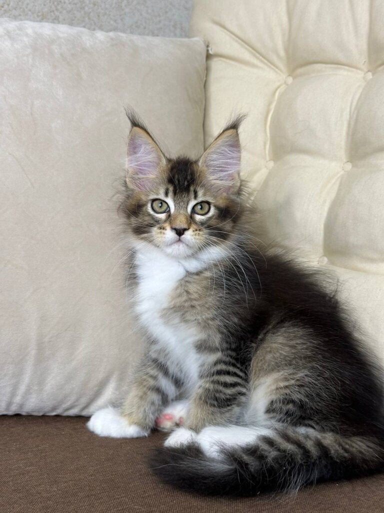 Aria Maine Coon Female (Available) $2900
