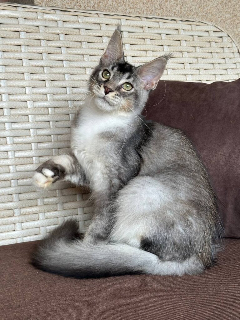 O’ Harley Maine Coon Male (Available) $2800