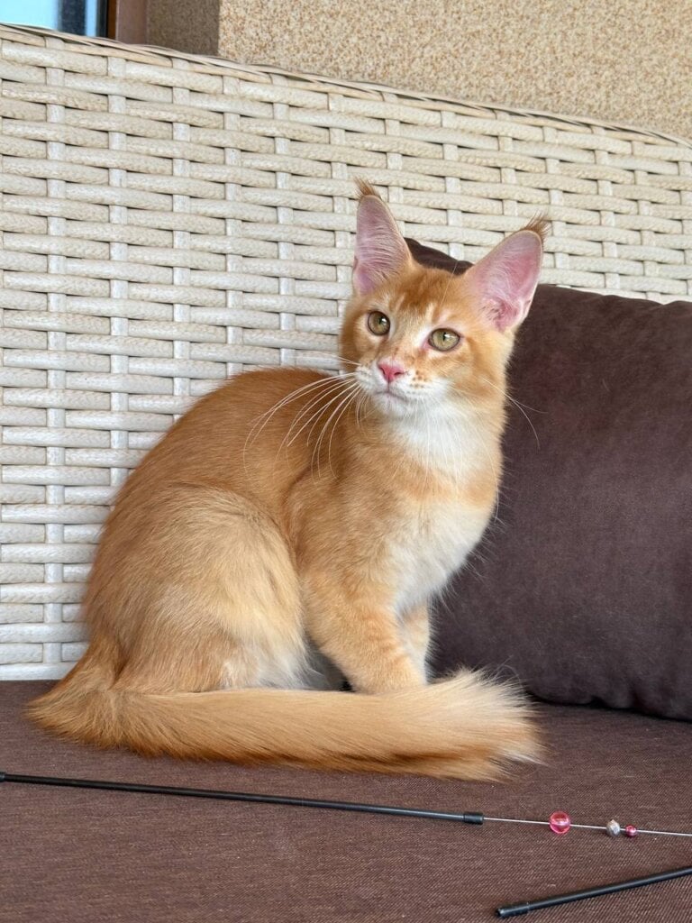 O’Lion Maine Coon Male (Available) $2800