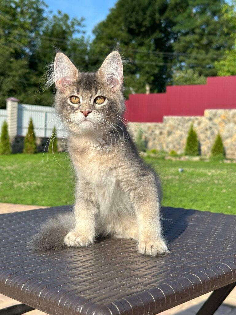 Y’Arata Maine Coon Female (Available) $2800