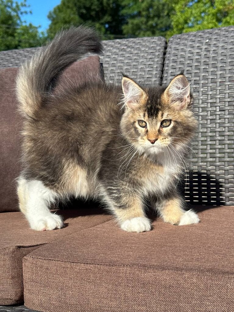 Y’Stark Maine Coon Male (Available) $2900