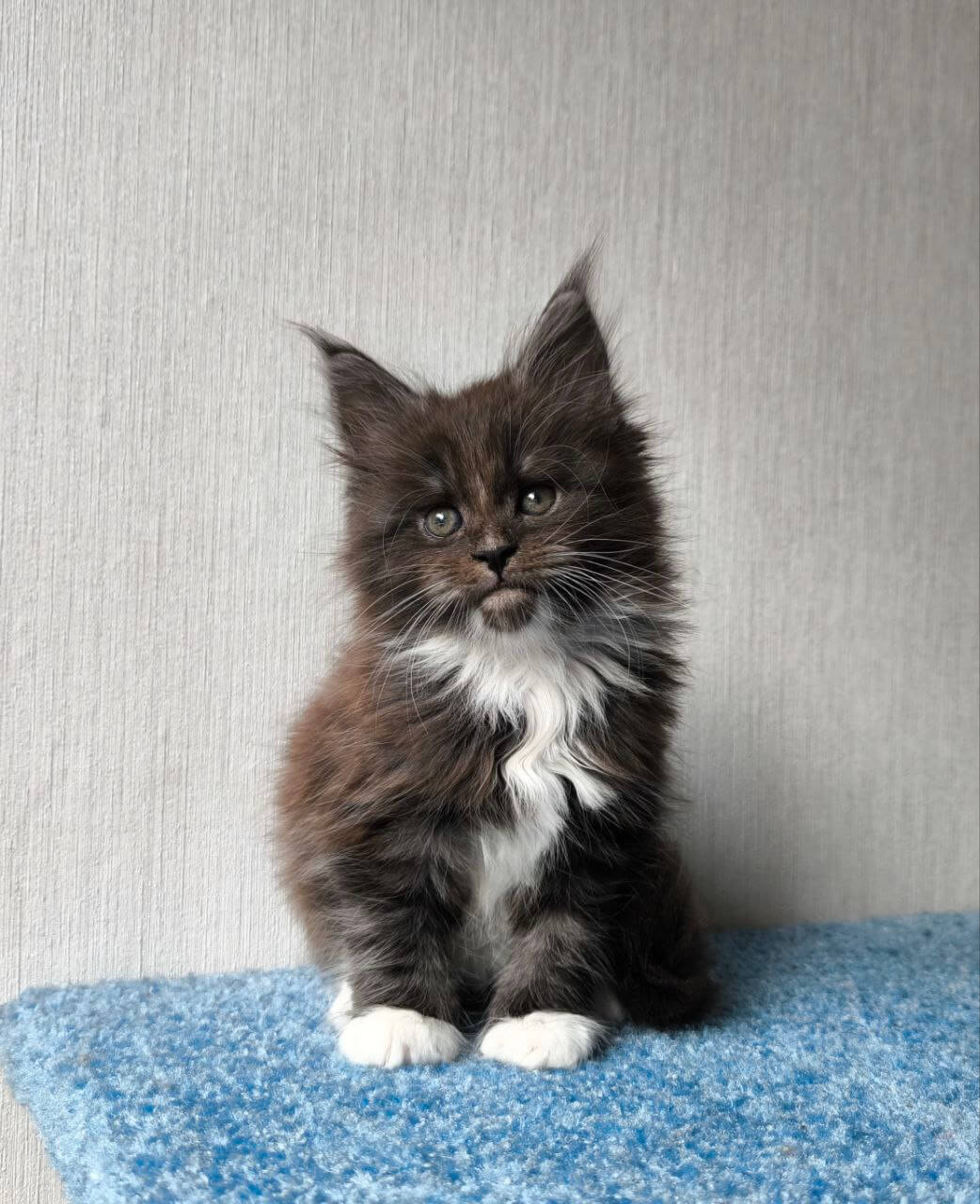 Chantal Maine Coon Female (Available) $3050