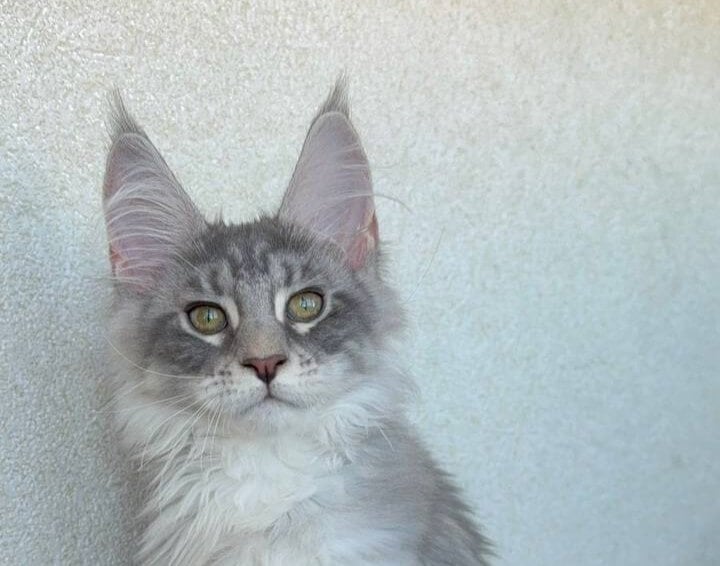 Qamani Maine Coon Female (Available) $3100