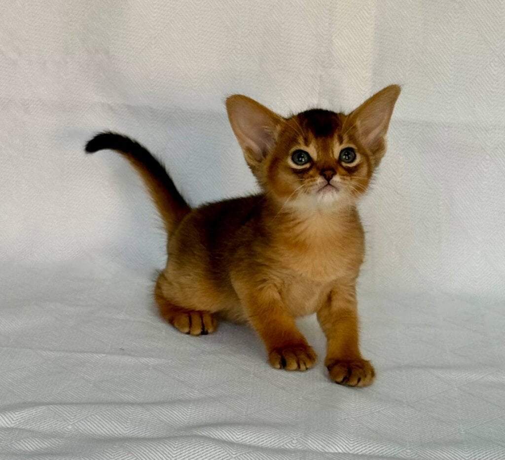 Flora Abyssinian Female (Available) $3000