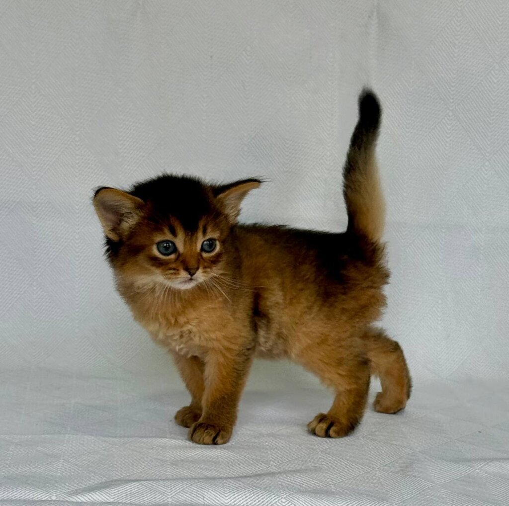 Greta Somali  Female (Available) $3200