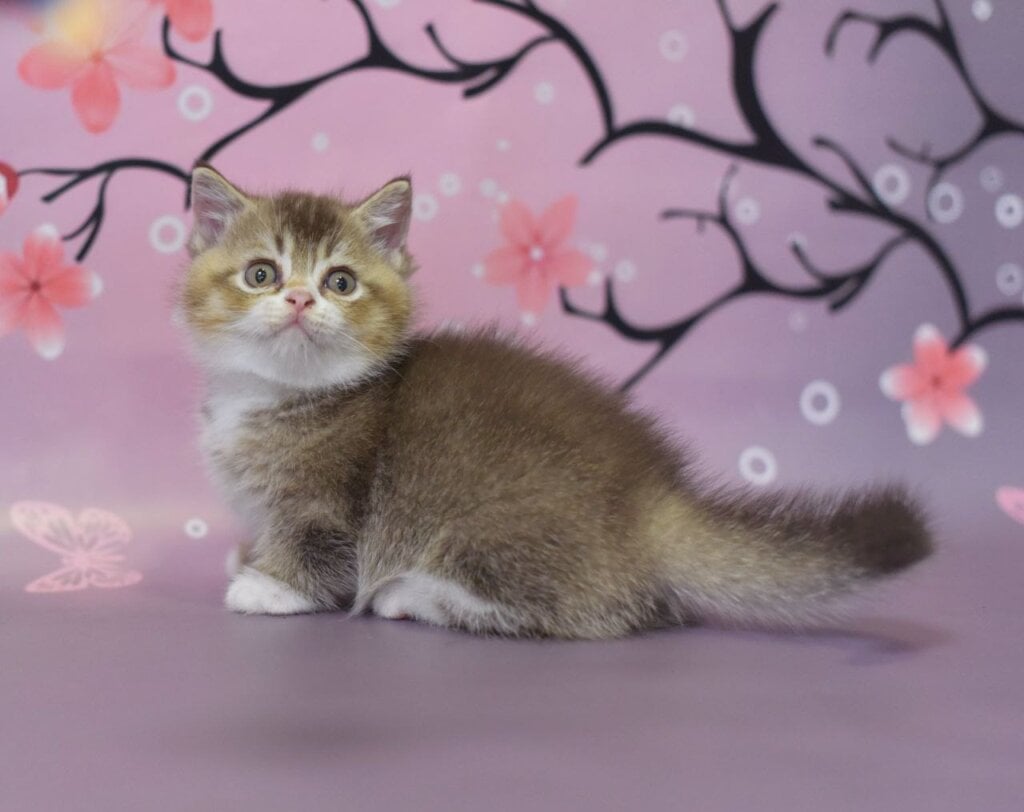 Stephen Munchkin Male (Available) $3700