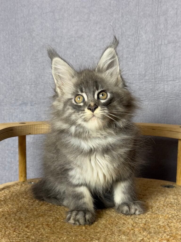 Rafaela Maine Coon Female (Available) $2900