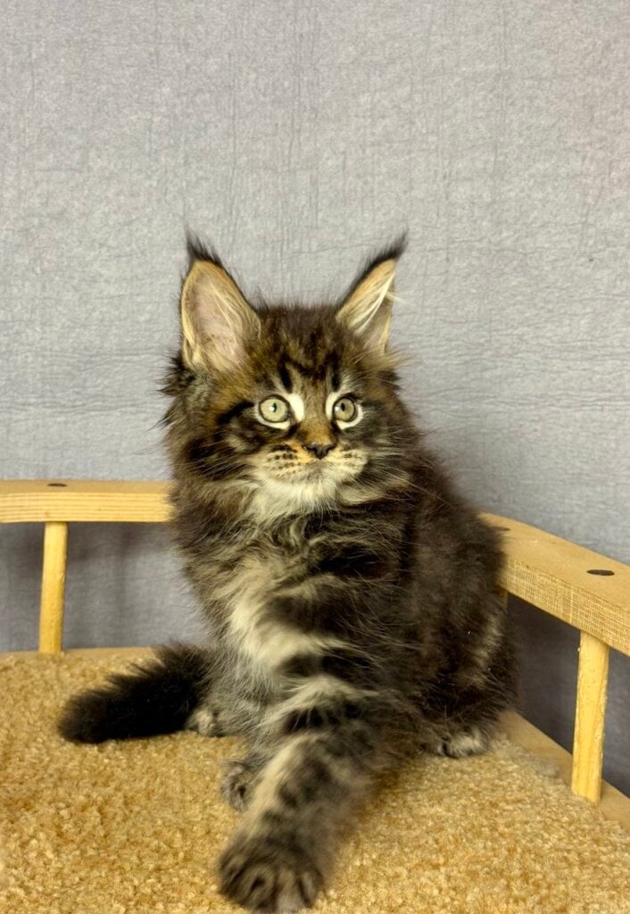 Saturn Maine Coon  Male (Available) $3000