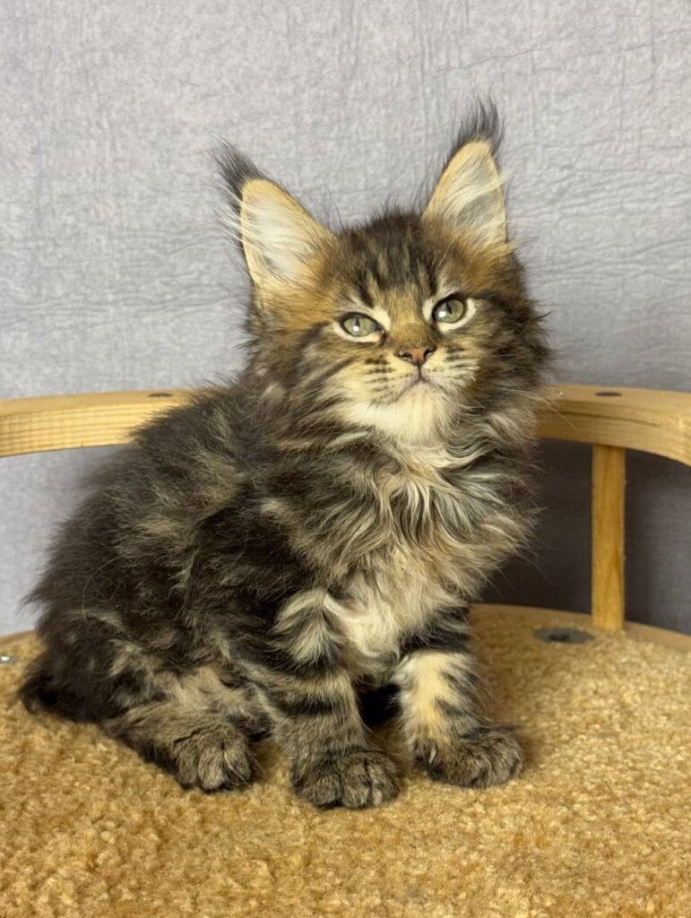 Saida Maine Coon Female (Available) $3000